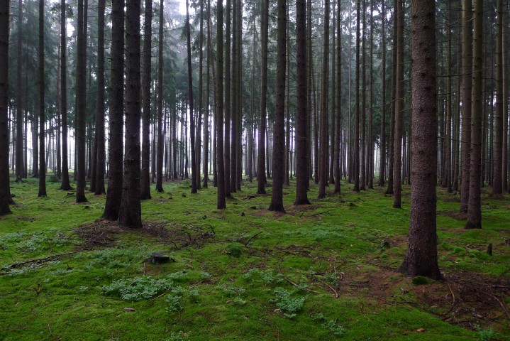 Český les plný mechu